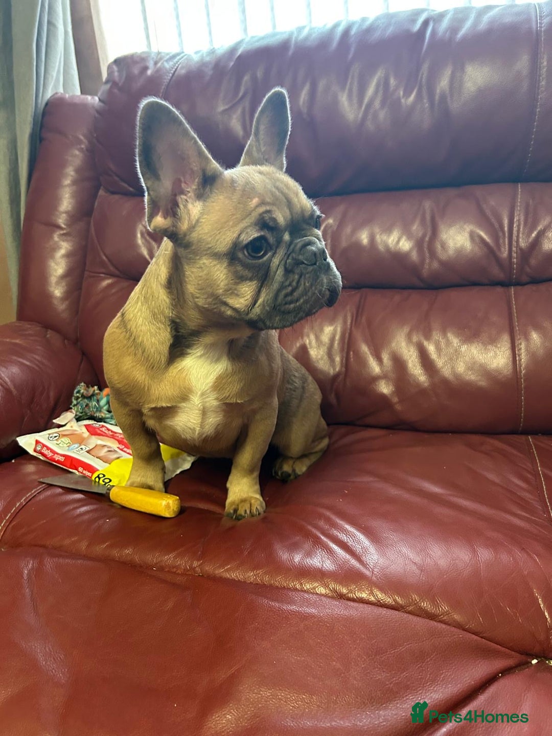 French Bulldog dogs for sale: 2 quality healthy fawn girls 6 months old - Advert 3