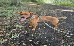Labrador Retriever dogs for stud: Waffle doggy  - Image 1
