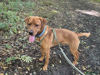 Labrador Retriever dogs - Advert 19