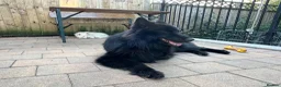 German Shepherd dogs for stud: *Proven* Black German Shepherd Dog Male at Stud  - Advert 10