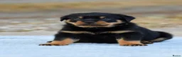 Rottweiler dogs for sale: Phenomenal old fashioned, health tested parents - Advert 3