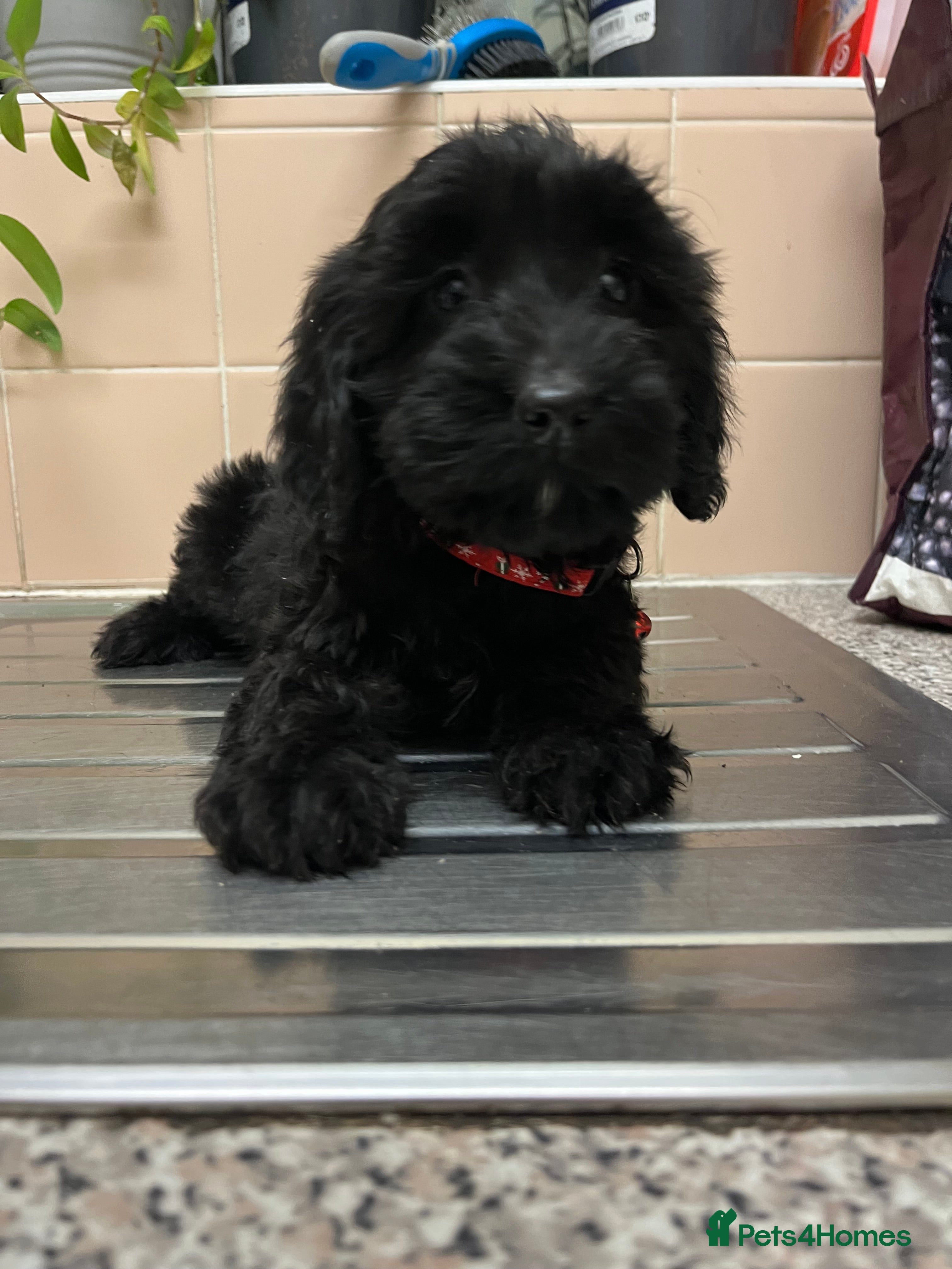 Sproodle dogs 7 beautiful sproodle puppies  - Advert 1