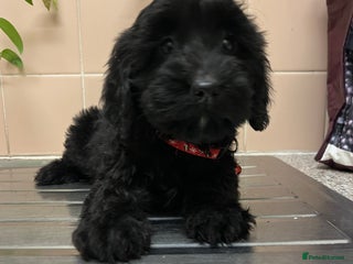 Sproodle dogs 7 beautiful sproodle puppies - Advert 5