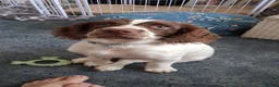English Springer Spaniel dogs for sale: Springer Spaniel Boy for Sale in Ryde - Advert 5