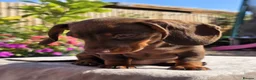 Miniature Dachshund dogs for sale: Pedigree miniature dachshund  - Advert 11