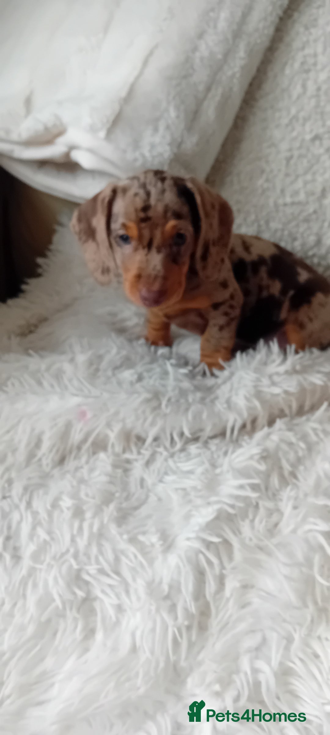 Miniature Dachshund dogs for sale: 2 dapple girls - Advert 5