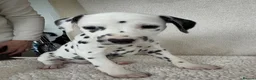 Dalmatian dogs for sale: Dalmatian Puppies  - Advert 7