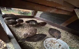 Quail poultry for sale: Mixed quail for sale  - Image 2