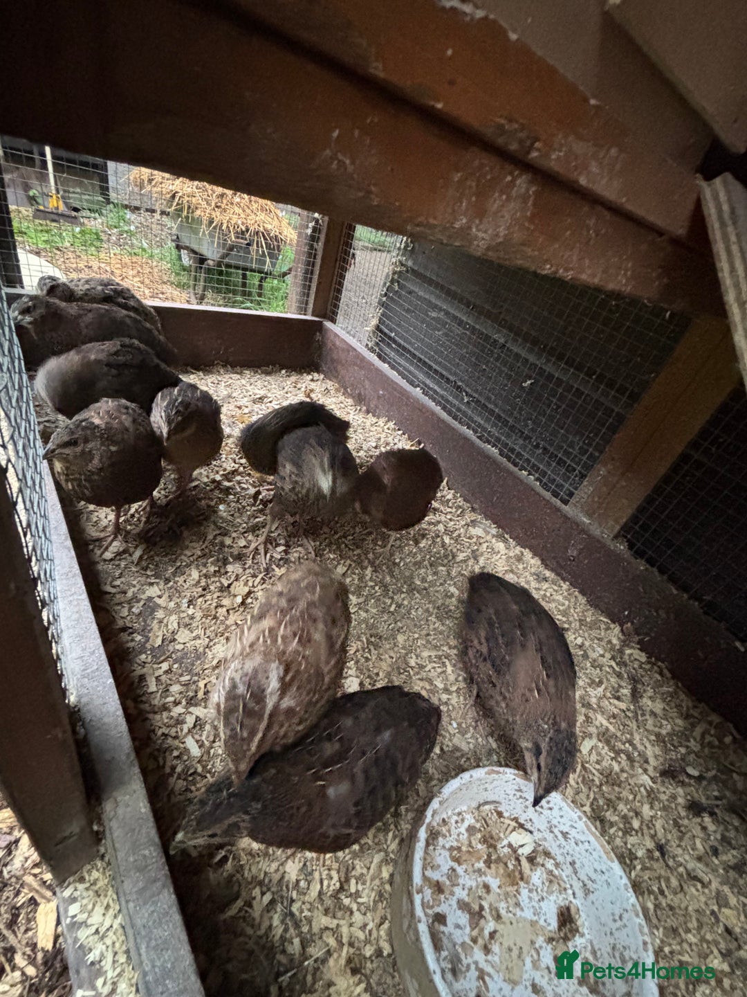 Quail poultry for sale: Mixed quail for sale  - Image 2