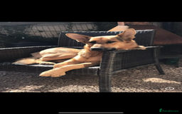 German Shepherd dogs for sale: German shepherd puppies  - Image 8