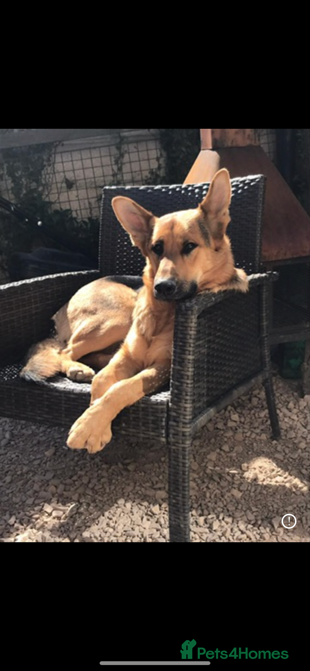 German Shepherd dogs for sale: German shepherd puppies  - Image 8