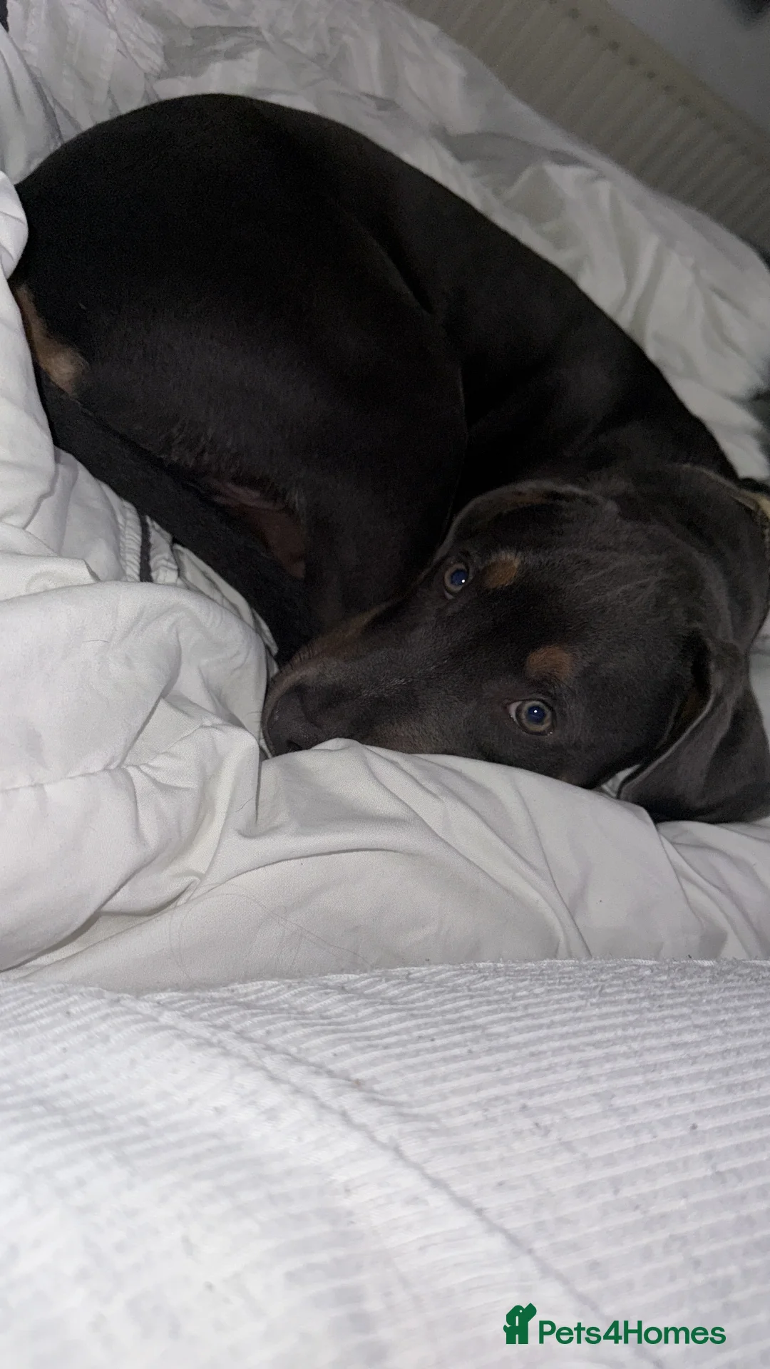 Mixed Breed dogs for sale: Woody - 7 months old American staff  - Advert 3