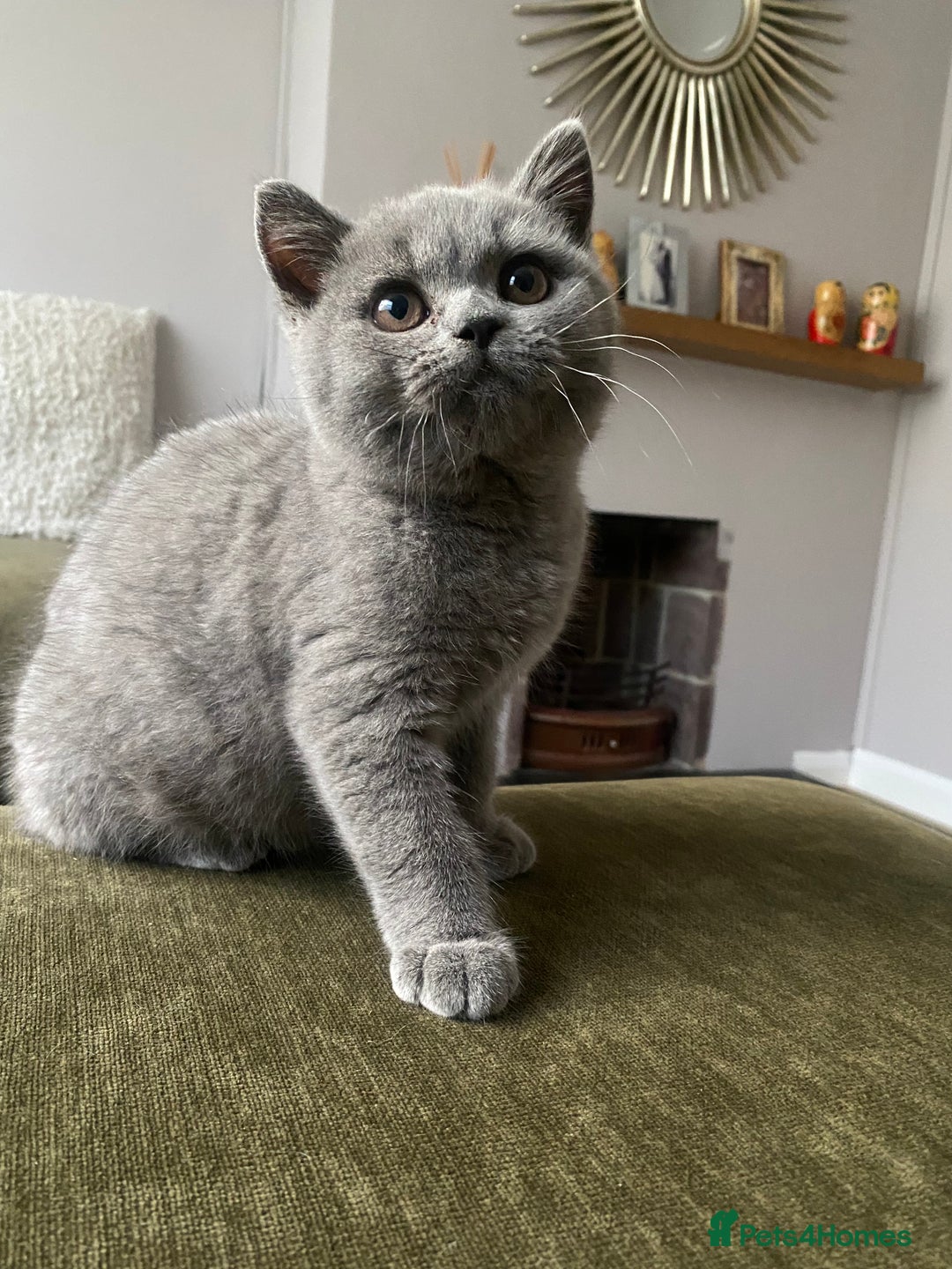 British Shorthair cats for sale: Blue Female British Shorthair Kitten - Image 2