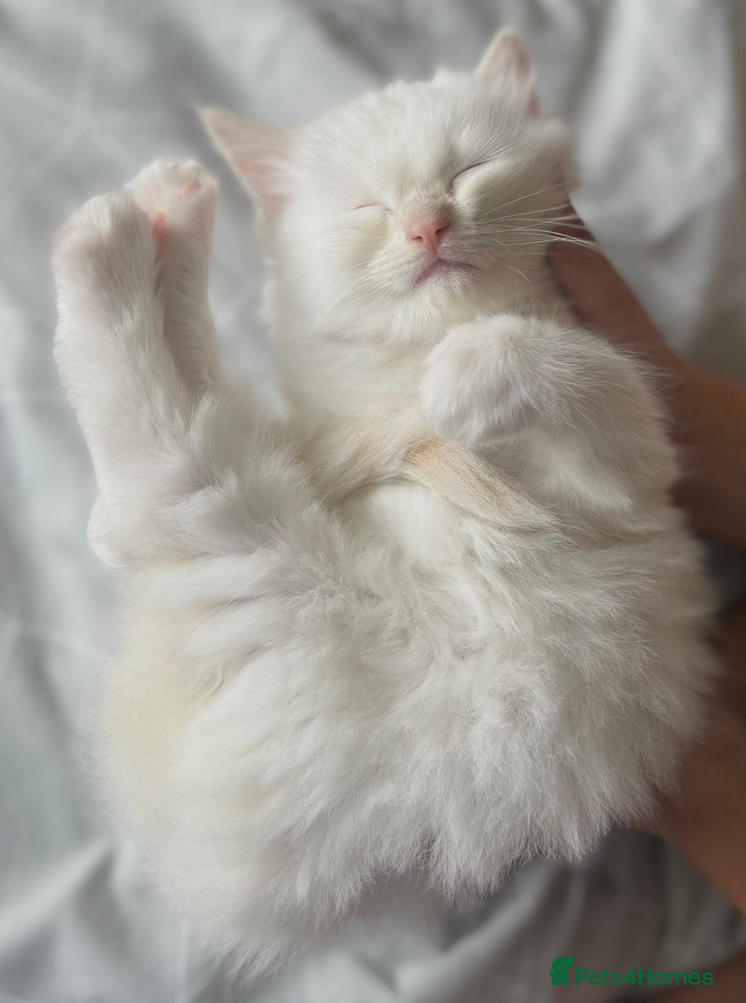 Ragdoll cats for sale: Stunning TICA reg Flame/Cream Boy - Image 30