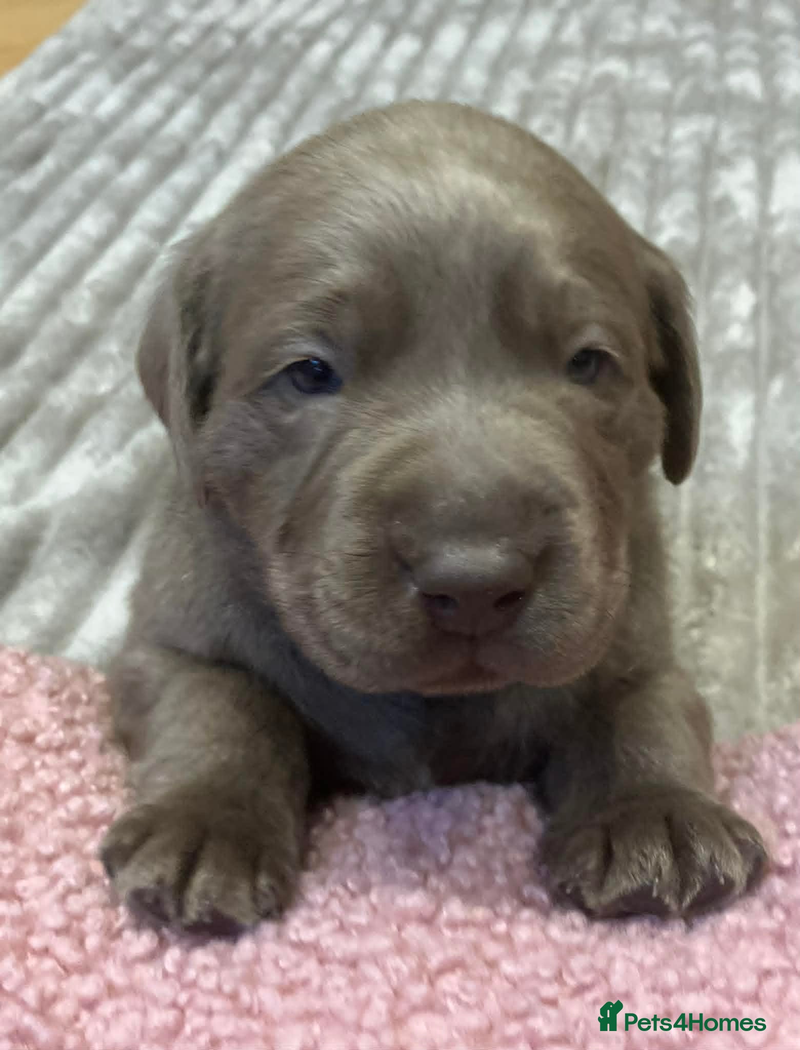 Labrador Retriever dogs Pedigree Silver / Charcoal Labradors - Advert 4