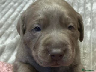 Labrador Retriever dogs Pedigree Silver / Charcoal Labradors - Advert 7