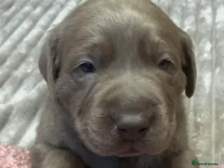 Labrador Retriever dogs Pedigree Silver / Charcoal Labradors - Advert 8