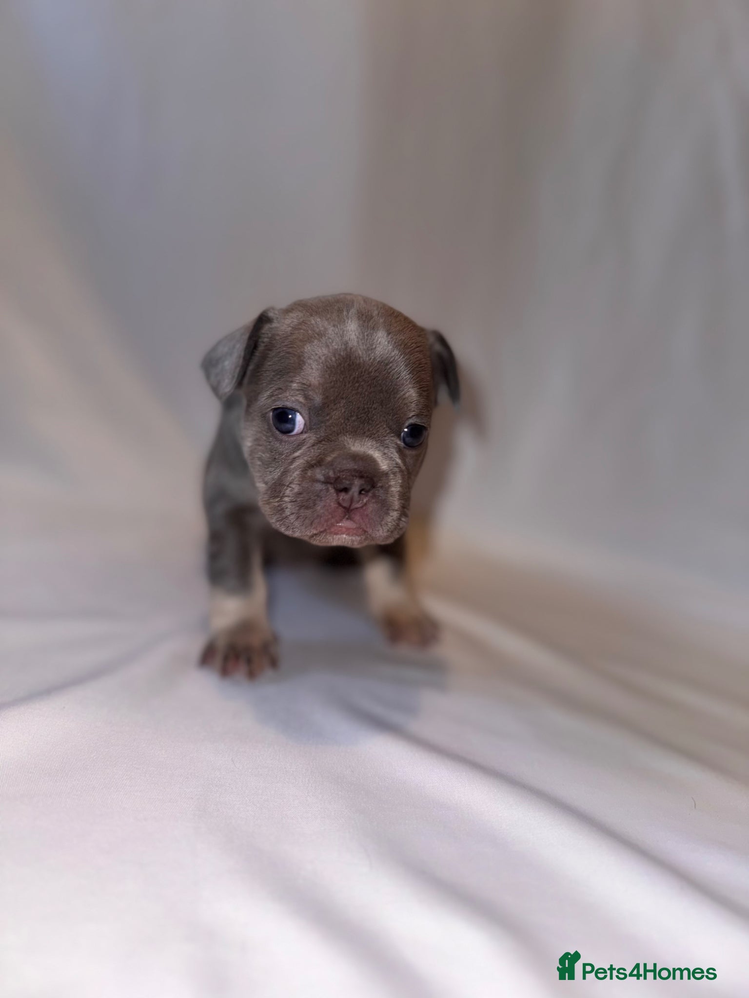 French Bulldog dogs for sale: Exceptional French Bulldog Puppies in Bristol - Advert 14