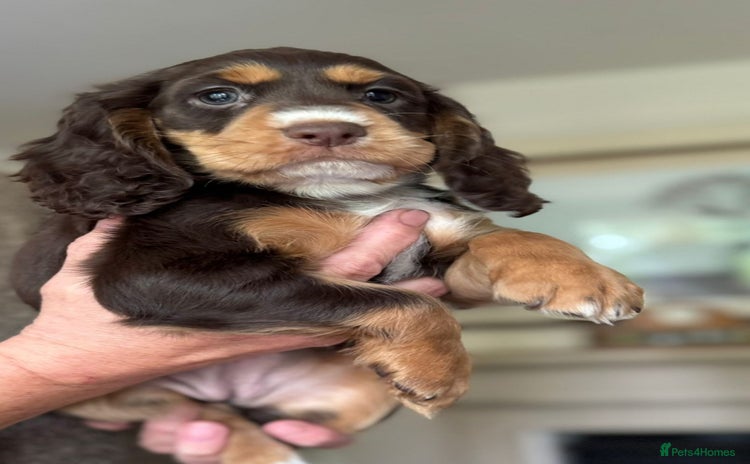 Cocker Spaniel dogs - Advert 11
