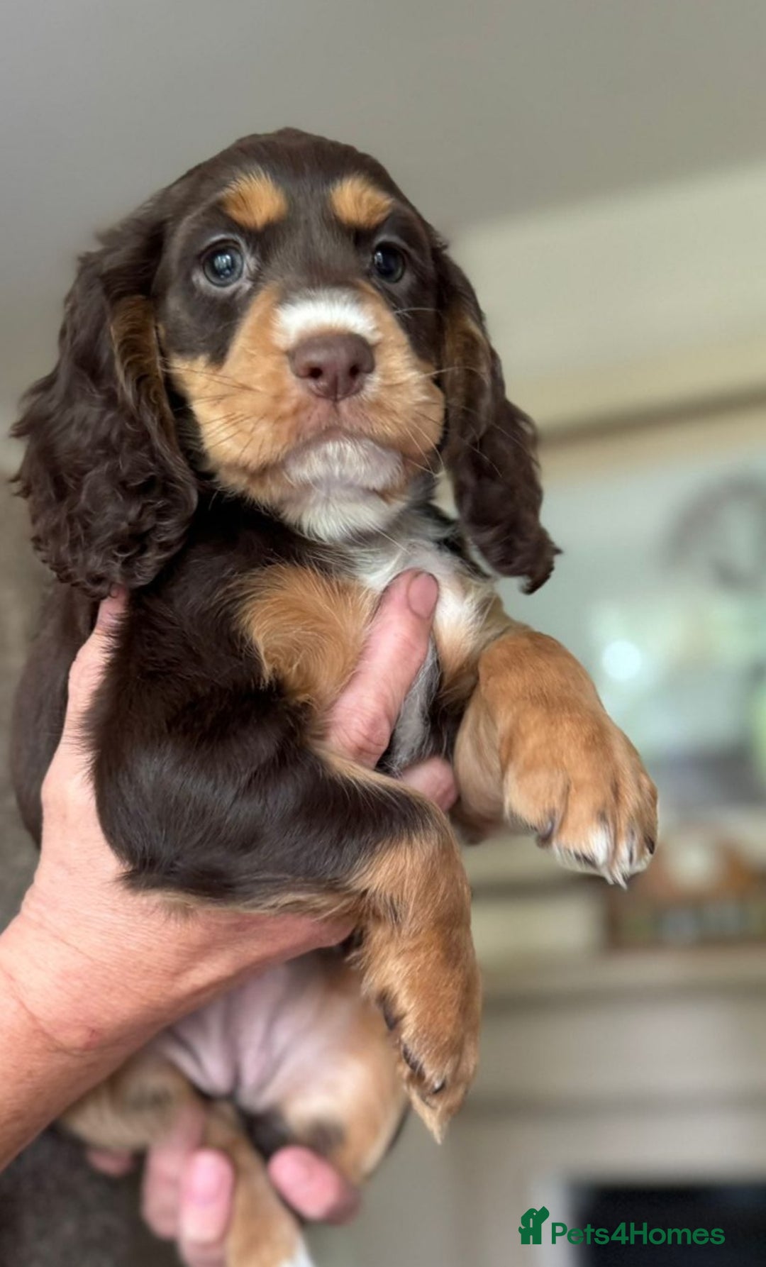 Cocker Spaniel dogs for sale: Gamekeeper bred Working Cocker Spaniels - Image 2