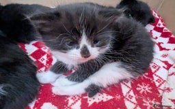 Mixed Breed cats for sale: 3 Beautiful Black and White Tuxedo Kittens  - Image 29