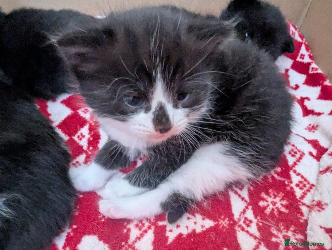 Mixed Breed cats for sale: 3 Beautiful Black and White Tuxedo Kittens  - Image 29