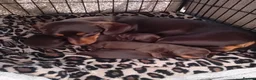 Miniature Dachshund dogs for sale: KC Miniature Dachshund Puppies for sale - Advert 15
