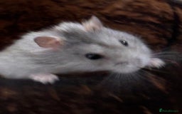 Hamster rodents for sale: Supertamed Russian white dwarf Baby Hamsters - Image 17