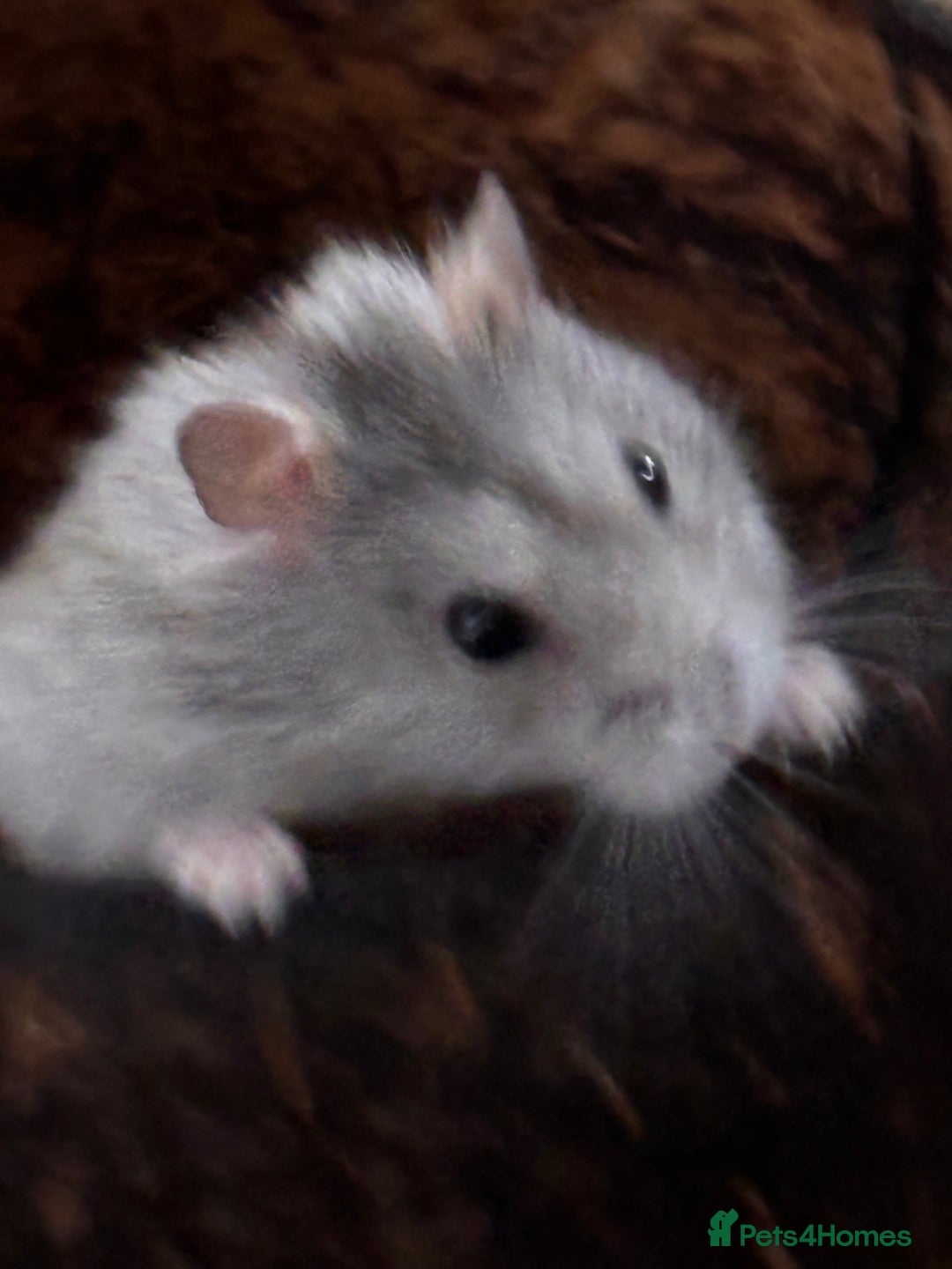 Hamster rodents for sale: Supertamed Russian white dwarf Baby Hamsters - Image 17
