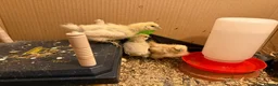 Chickens poultry for sale: Silkies chicken  - Advert 3