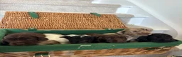 Cocker Spaniel dogs for sale: Cocker spaniel puppies  - Advert 3
