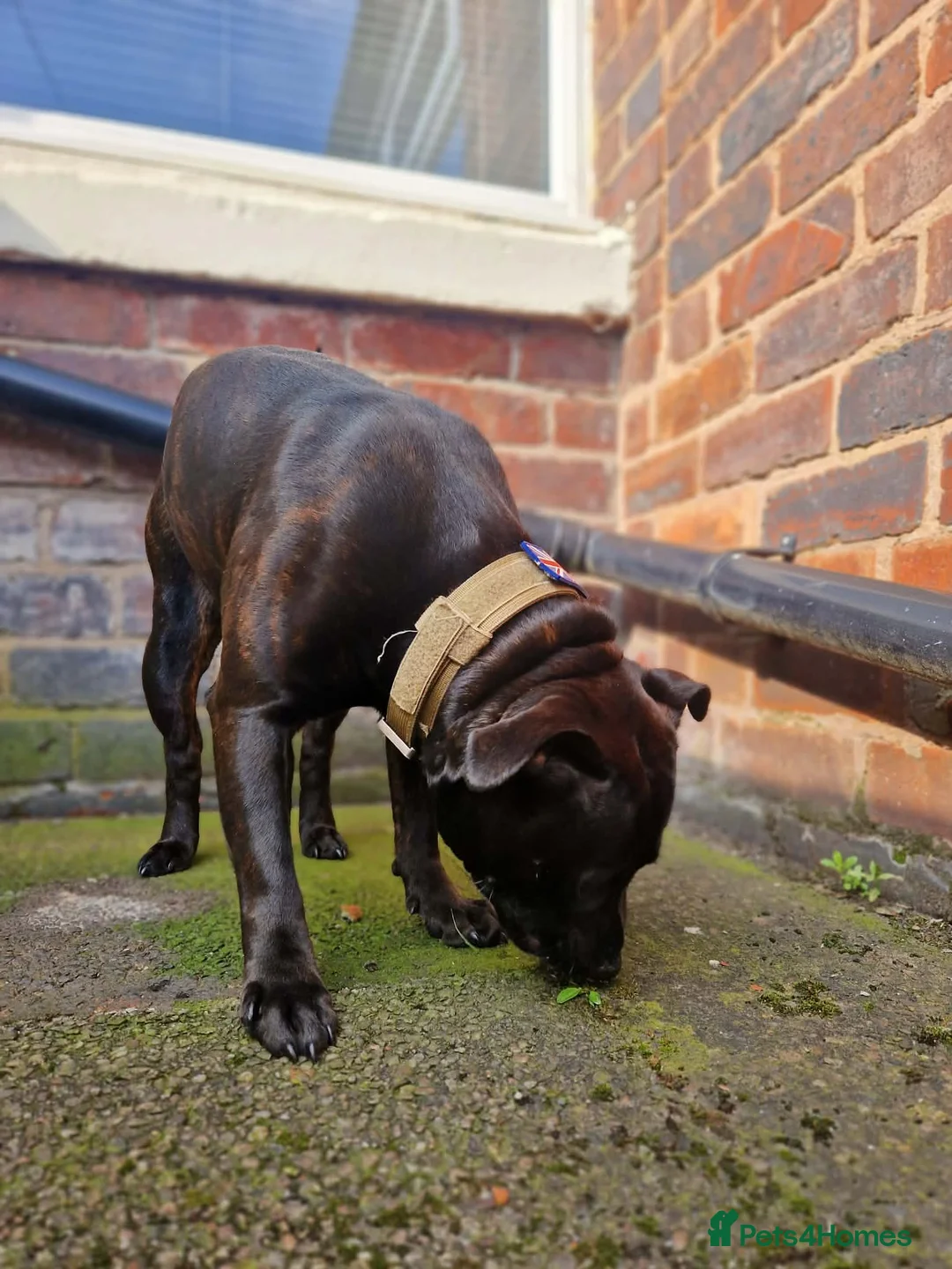 Staffordshire Bull Terrier dogs for adoption: Loving Staffordshire Bull Terrier Zeus - Advert 6