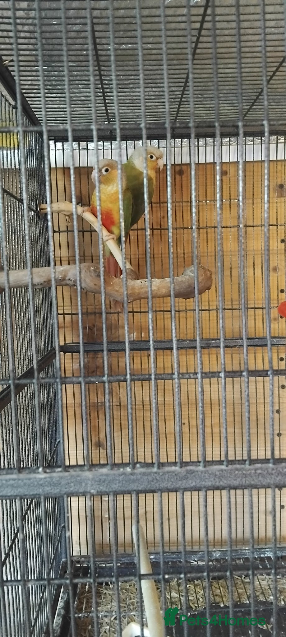 Conures birds Pair conures - Advert 4