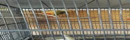 Conures birds for sale: Pair conures in Clacton-on-Sea - Advert 1