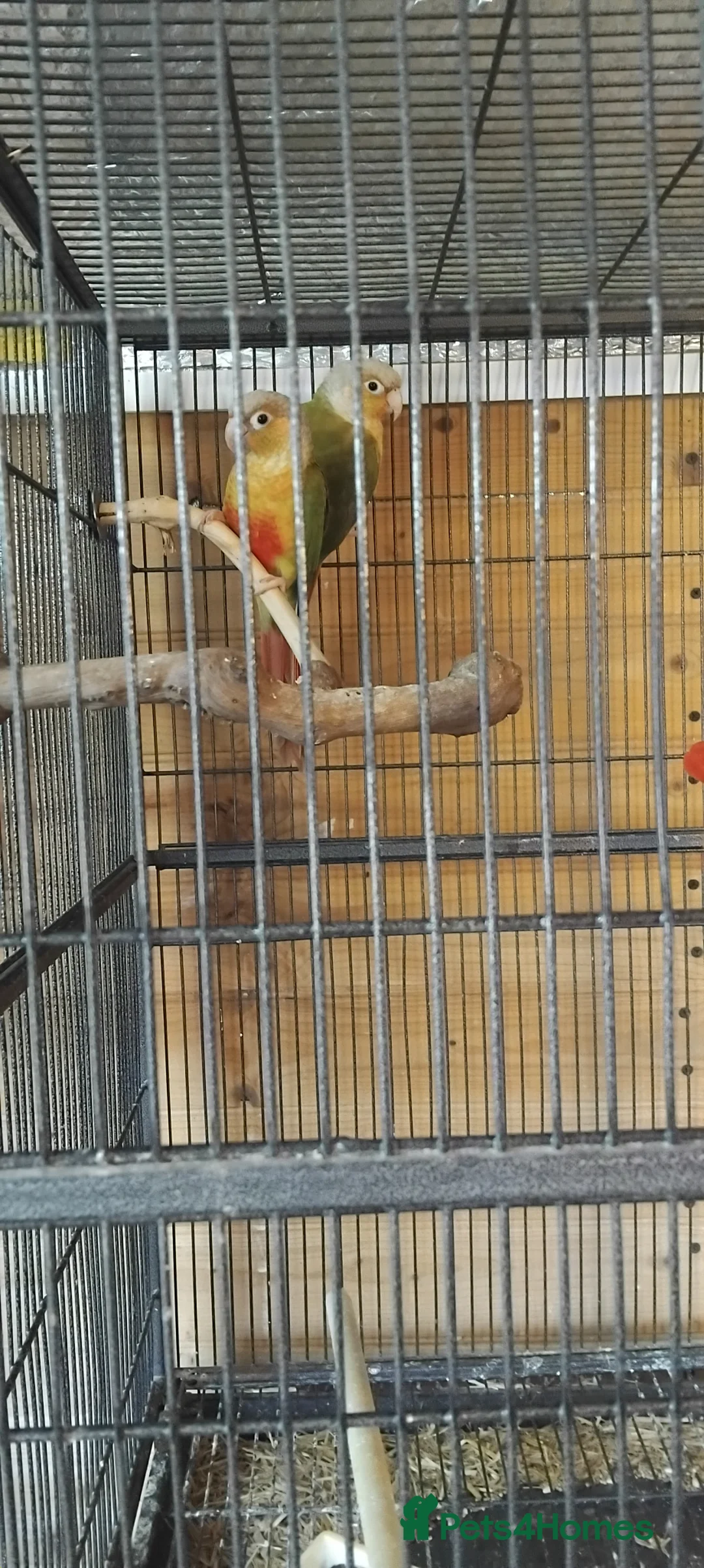 Conures birds for sale: Pair conures in Clacton-on-Sea - Advert 1