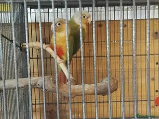 Conures birds Pair conures - Advert 4