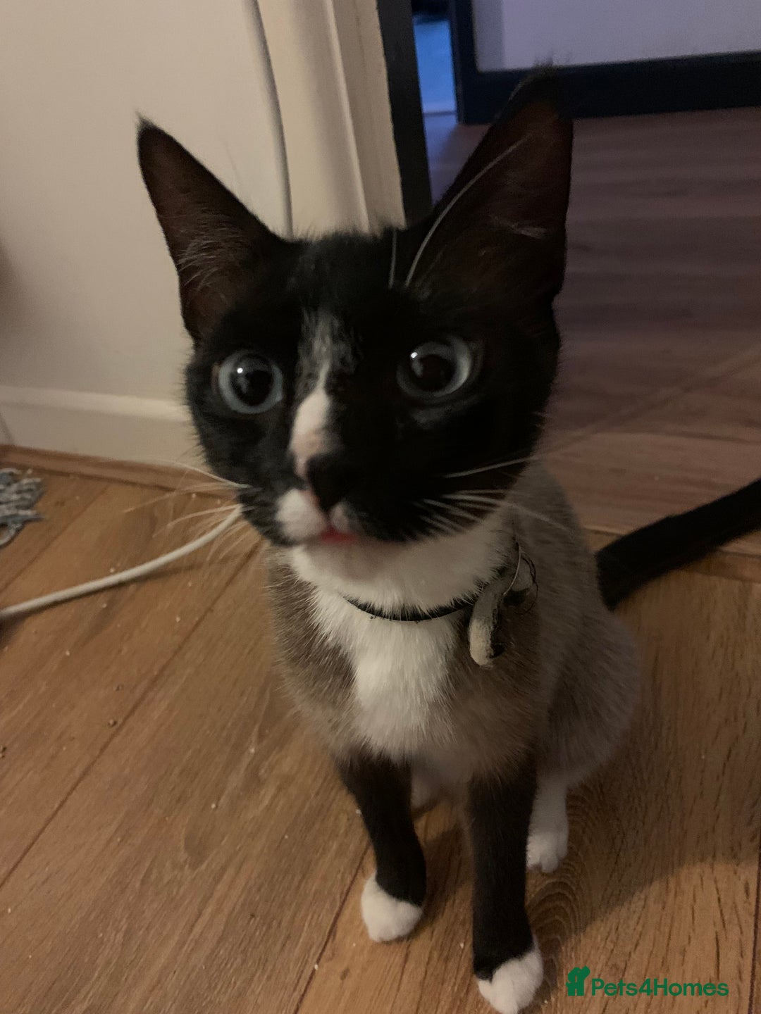 Mixed Breed cats for sale: House kittens - Advert 1