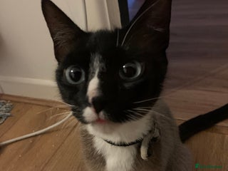 Mixed Breed cats House kittens - Advert 6