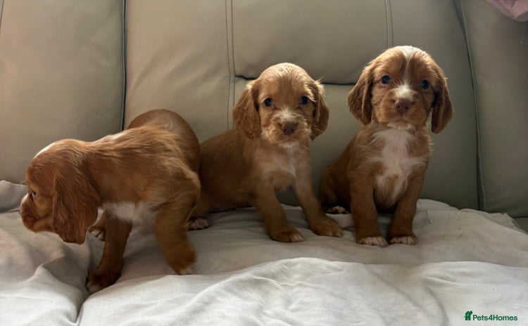 Cocker Spaniel dogs - Advert 5