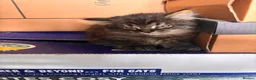 Mixed Breed cats for sale: Kittens long haired half ragdoll  - Advert 27