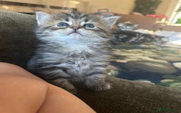 Bengal cats for sale: ‼️ RESERVED  ‼️Bengal x Persian  - Image 6