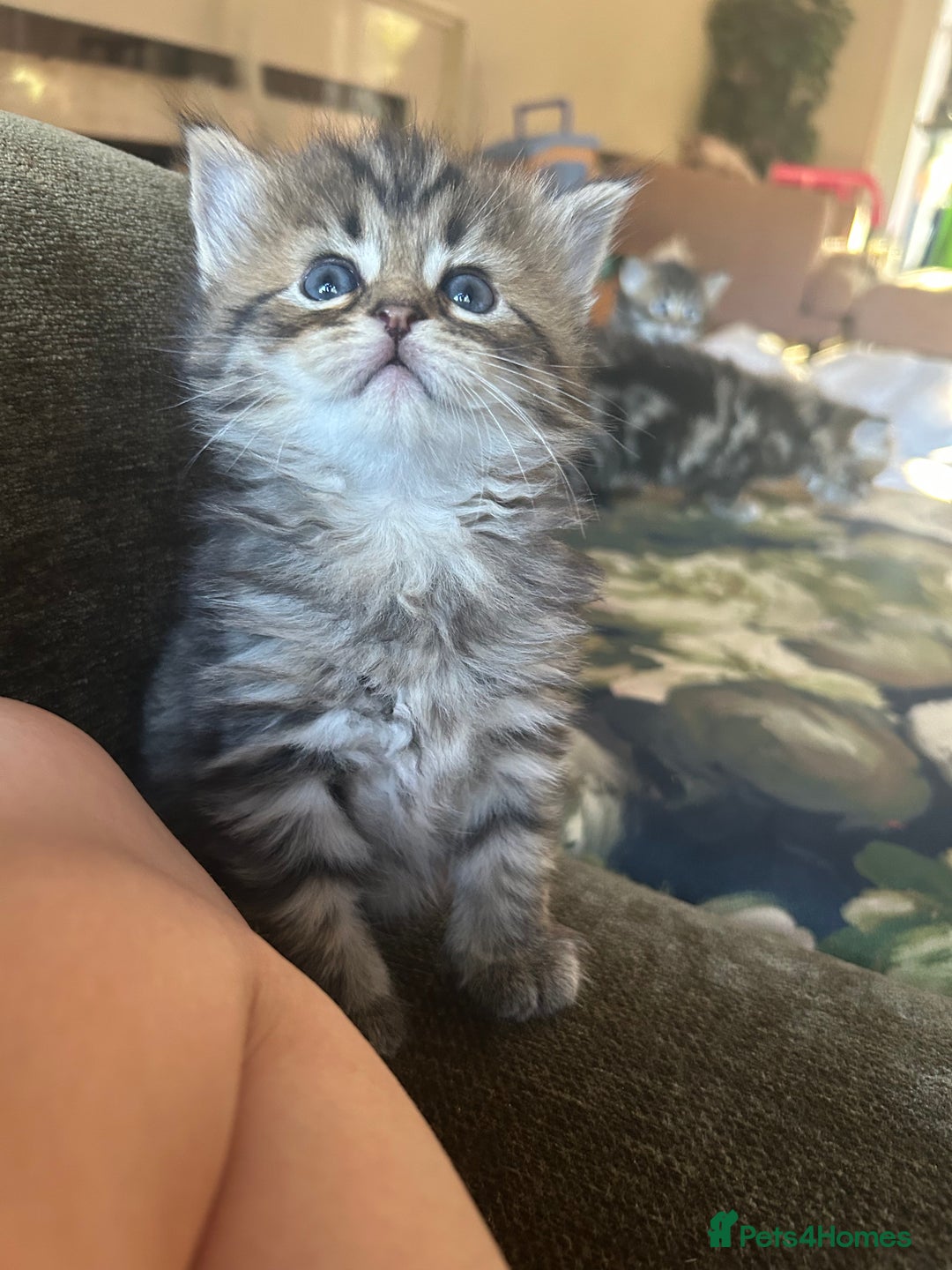 Bengal cats for sale: ‼️ RESERVED  ‼️Bengal x Persian  - Image 6