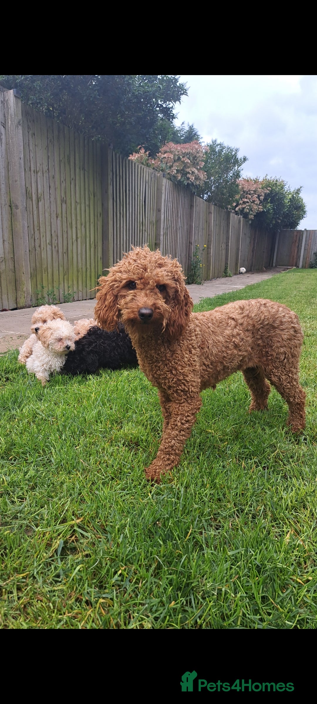 Cavapoo dogs 🐶 Vet Checked/Vacinated Cavapoo Puppies  - Advert 15