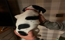 Springador dogs for sale: Adorable springador puppies - Image 9