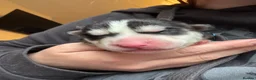 Siberian Husky dogs for sale: Beautiful Siberian husky puppies in Wigan - Advert 18