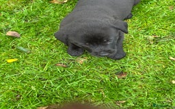 Labrador Retriever dogs for sale: Labrador pups  - Image 9