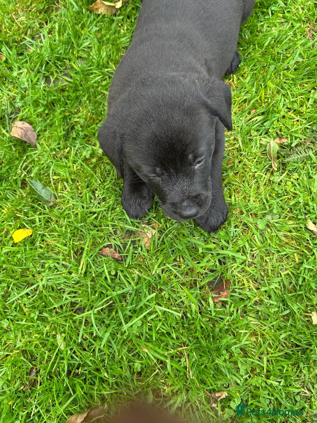 Labrador Retriever dogs for sale: Labrador pups  - Image 9