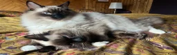 Ragdoll cats for sale: Ragdoll brothers seeking new home - Advert 8