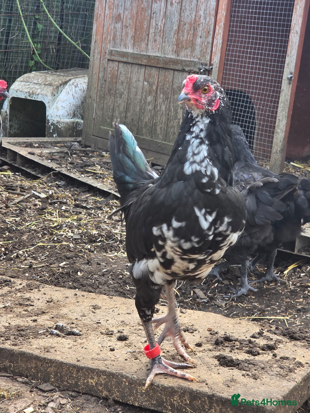 Chickens poultry for sale: FREE Sumatra roosters young friendly birds - Image 3