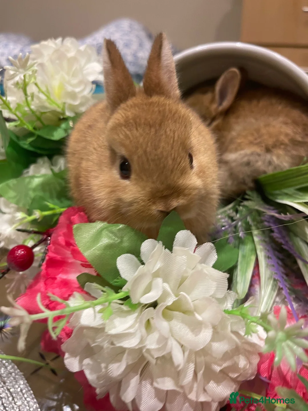 Netherland Dwarf rabbits for sale: Bunnies  in London - Advert 11